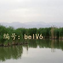 α