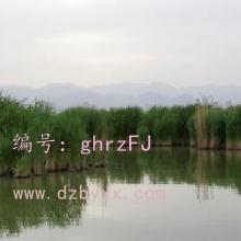 ʦ