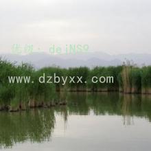 α