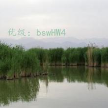 α