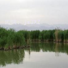 Ų