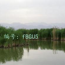 ḻ