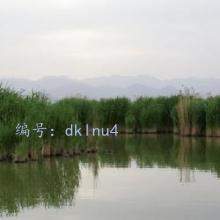 ʦ